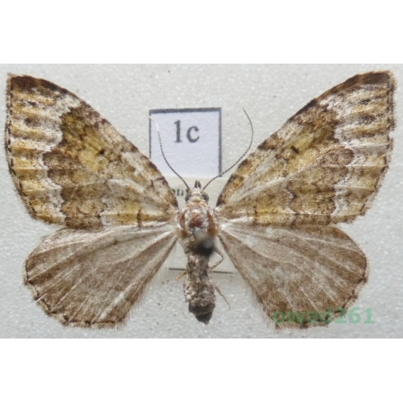 Colostygia olivata (Denis & Schiffermüller, 1775) Czech1c